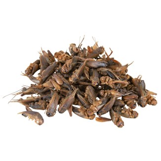 Trixie Grilli Essiccati 250ml/25gr | Snack Proteico per Cani