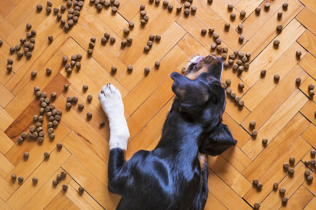 Come Scegliere le Migliori Crocchette per il Tuo Cane: Guida Definitiva 2025