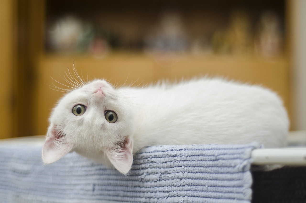 Gatto in Appartamento: 10 Soluzioni per un Ambiente Felino Perfetto