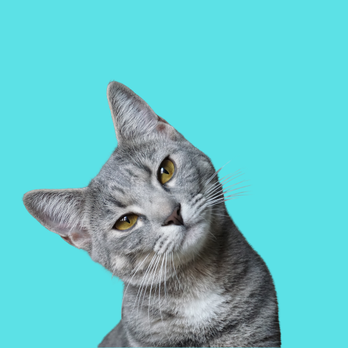 Gatti
