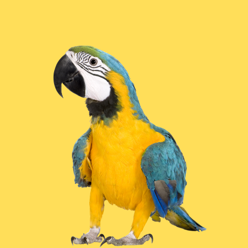 Uccelli