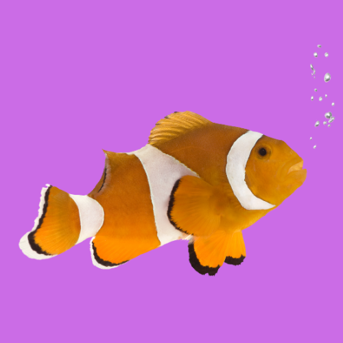 Pesci