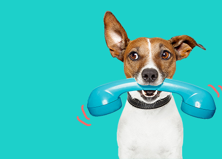 Prodotti premium per cani